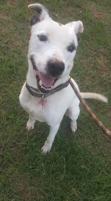 Chance, an adoptable Mixed Breed in Blanchard, OK, 73010 | Photo Image 2