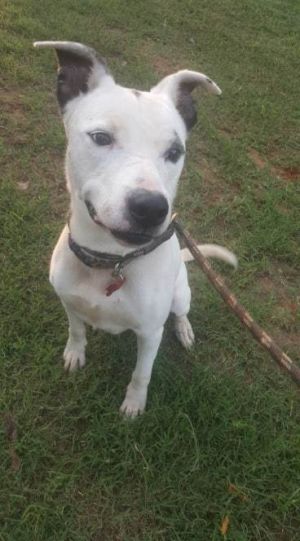 Chance, Adult Male unknown