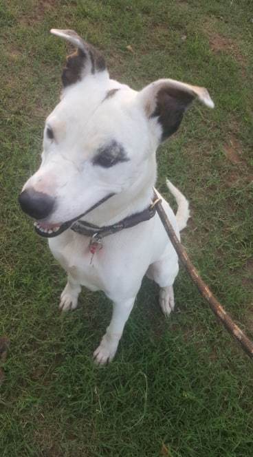 Chance, an adoptable Mixed Breed in Blanchard, OK, 73010 | Photo Image 3