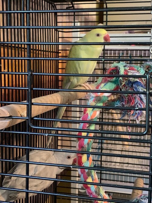 Parrot For Adoption Indian Ringneck Pair A Ringneck Psittacula In Battle Creek Mi Petfinder,Data Entry Jobs Online Free To Join