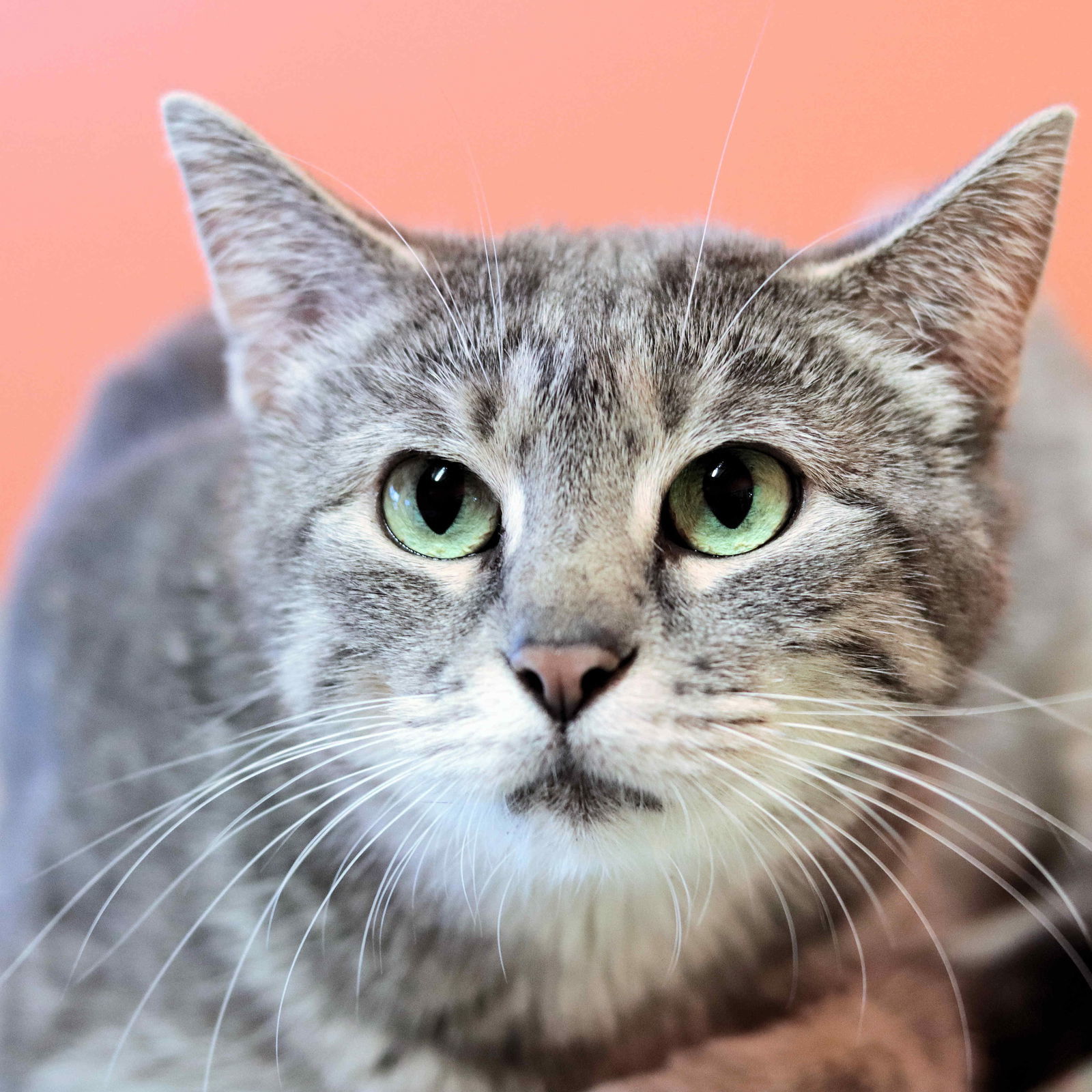 Nora, an adoptable Domestic Short Hair in Estherville, IA, 51334 | Photo Image 1