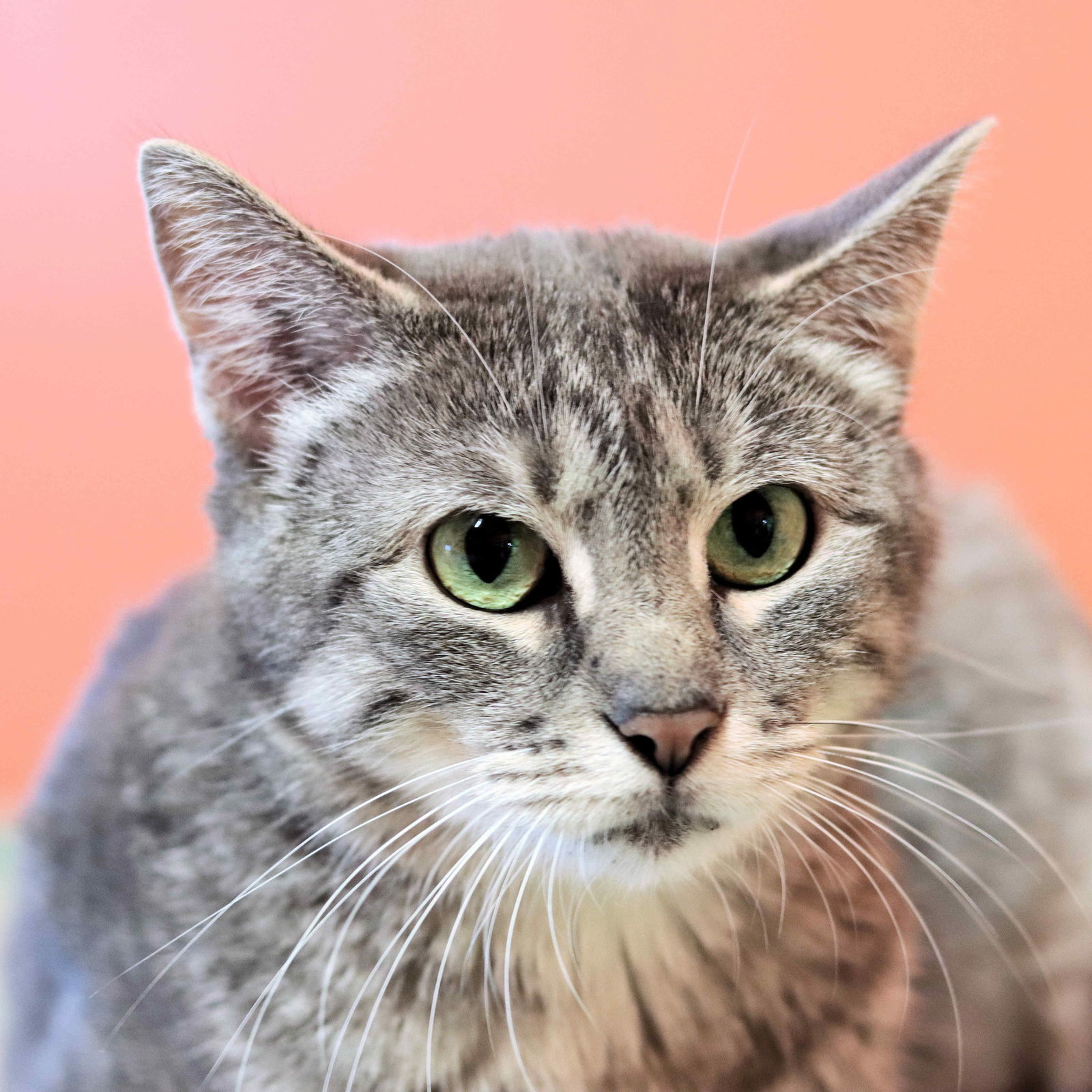 Nora, an adoptable Domestic Short Hair in Estherville, IA, 51334 | Photo Image 2