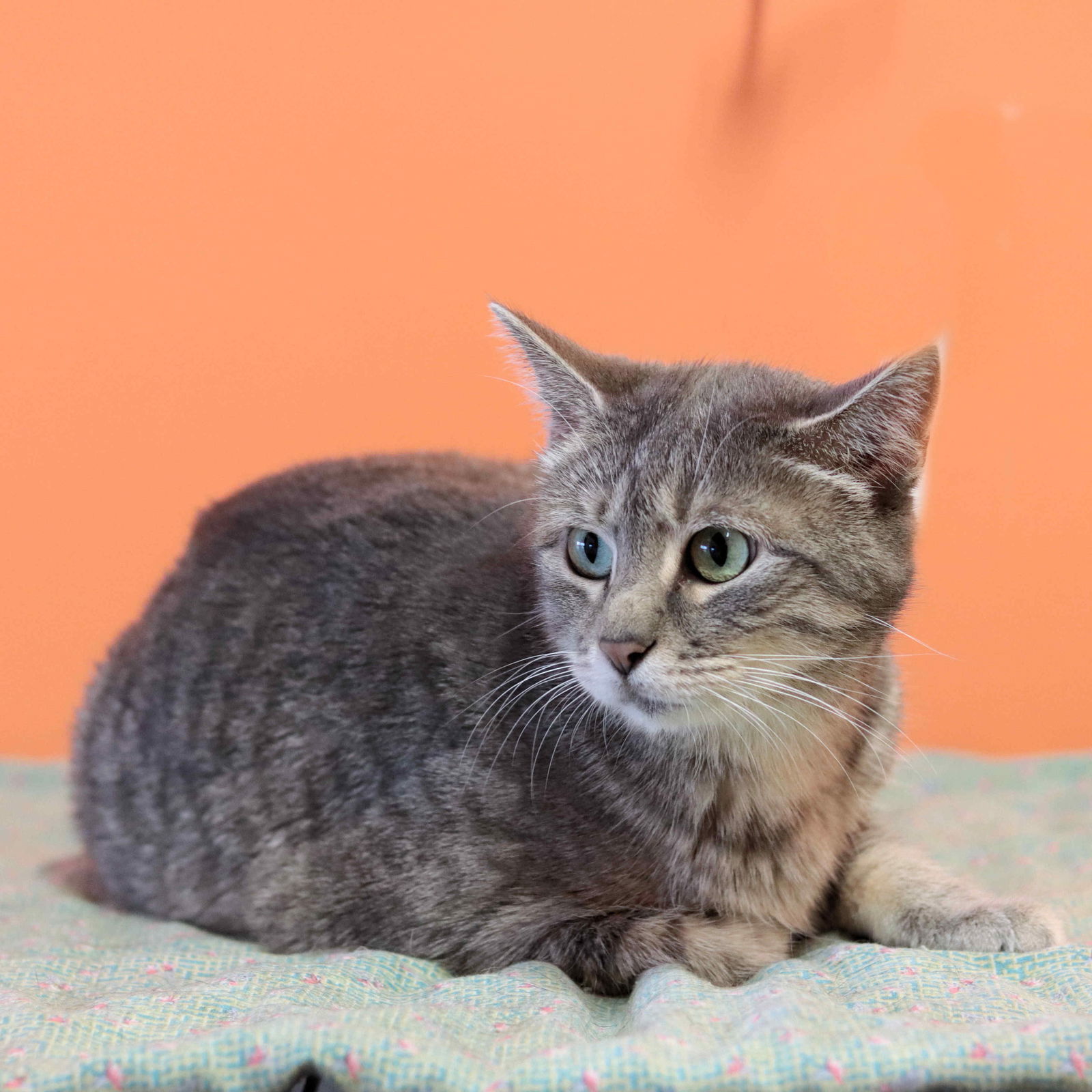 Nora, an adoptable Domestic Short Hair in Estherville, IA, 51334 | Photo Image 3