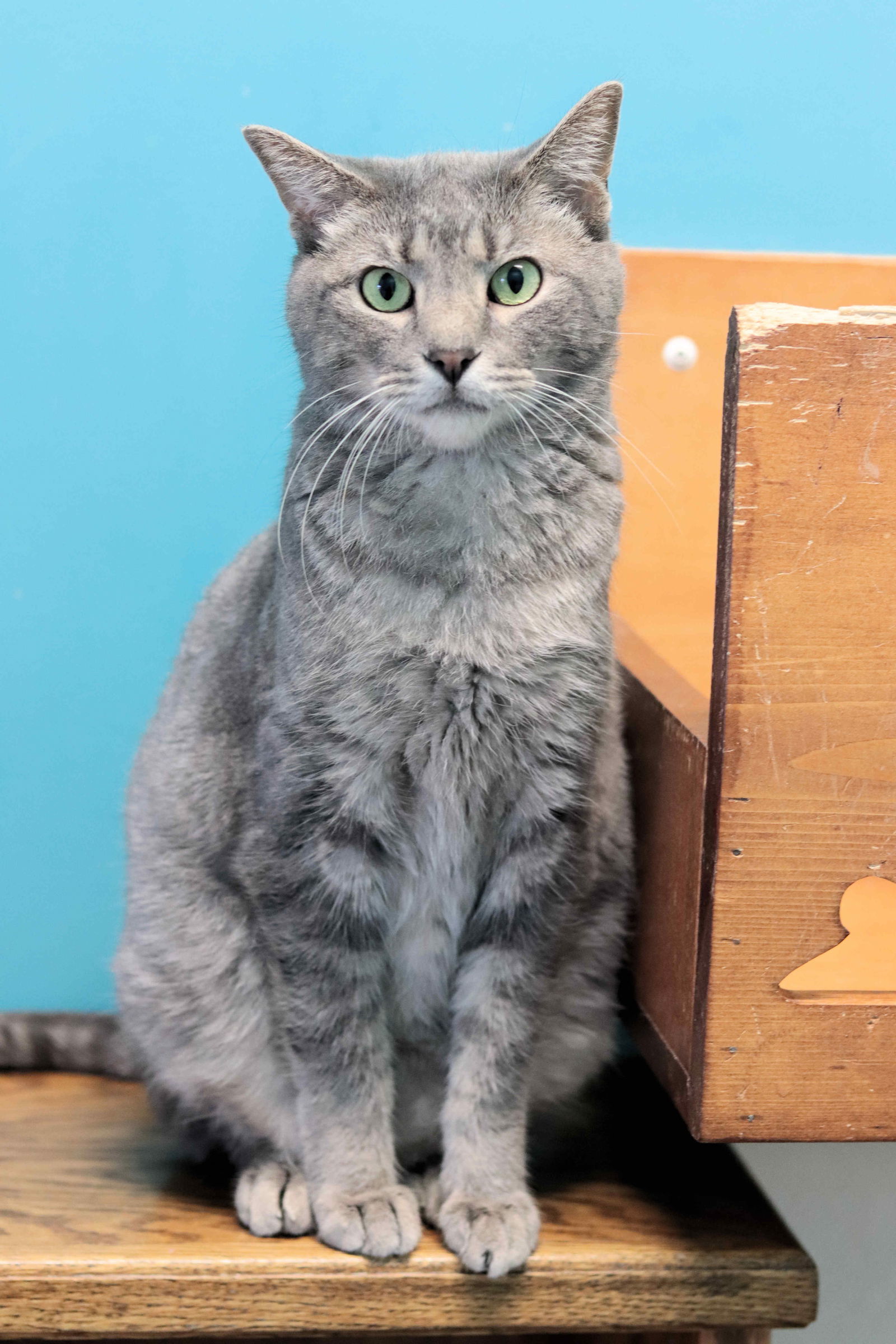 Nolan, an adoptable Domestic Short Hair in Estherville, IA, 51334 | Photo Image 1