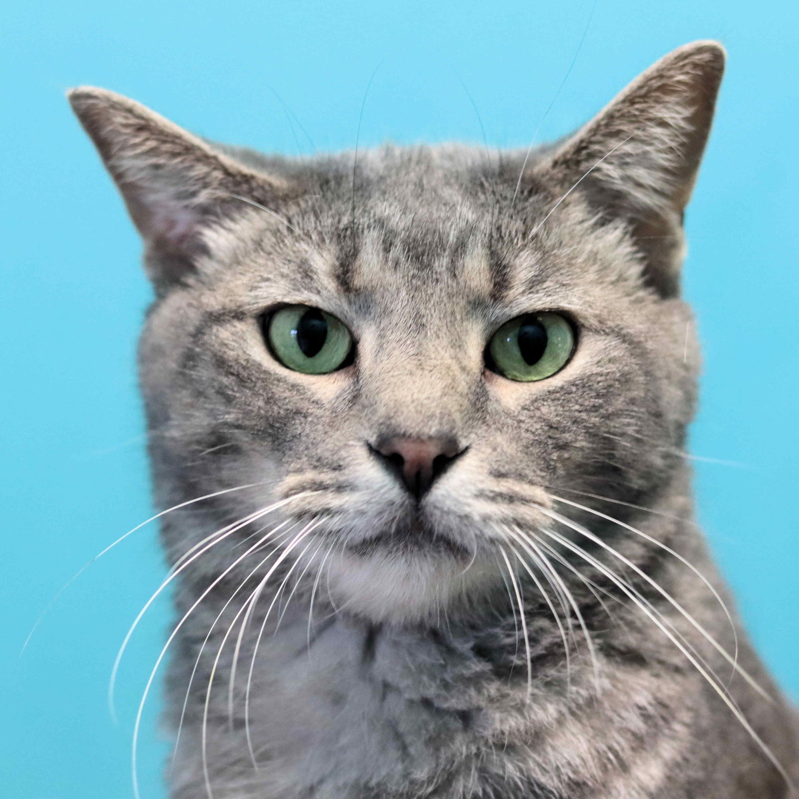 Nolan, an adoptable Domestic Short Hair in Estherville, IA, 51334 | Photo Image 2