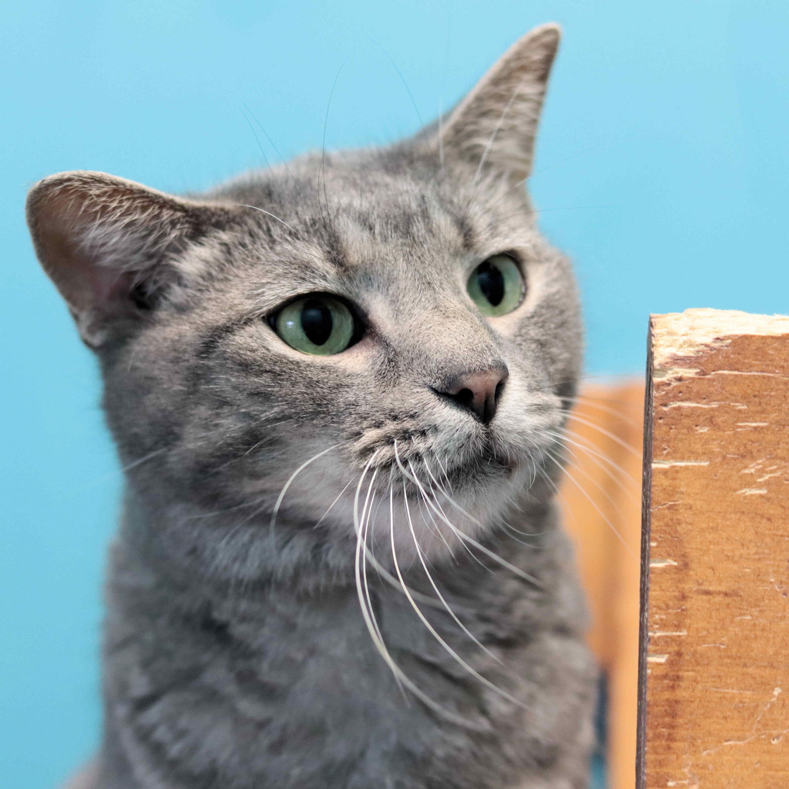 Nolan, an adoptable Domestic Short Hair in Estherville, IA, 51334 | Photo Image 3