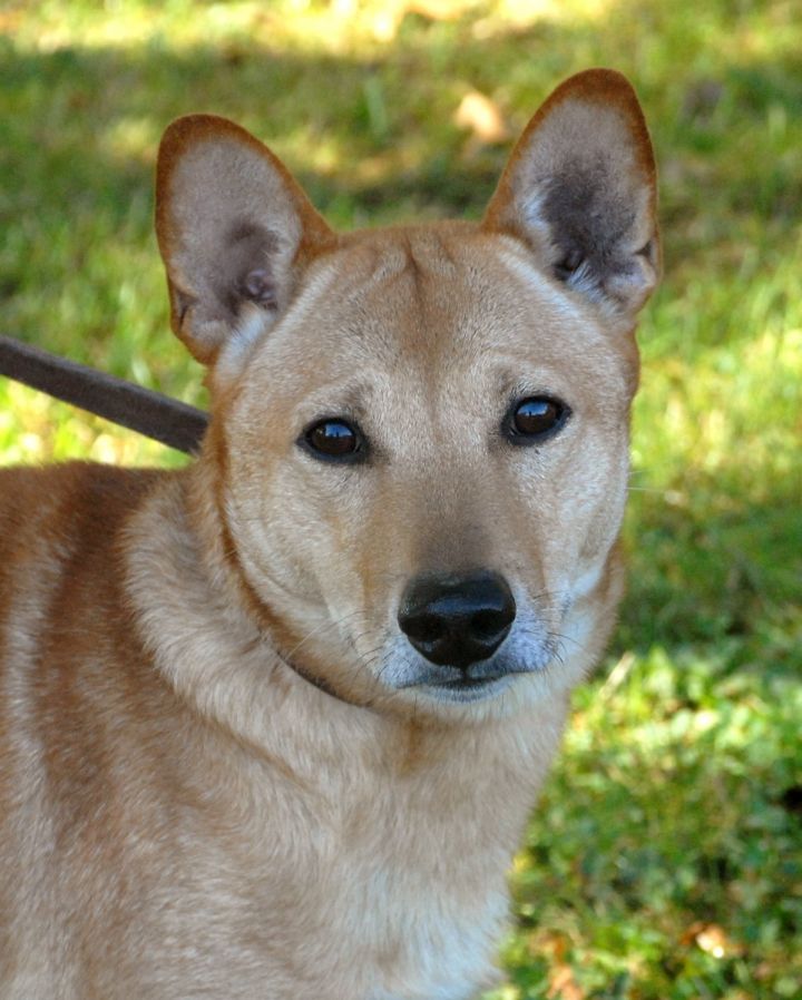 Dog For Adoption Scott A Shiba Inu Mix In Medina Oh