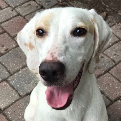 Stella, an adoptable Hound in Jacksonville, FL, 32226 | Photo Image 3