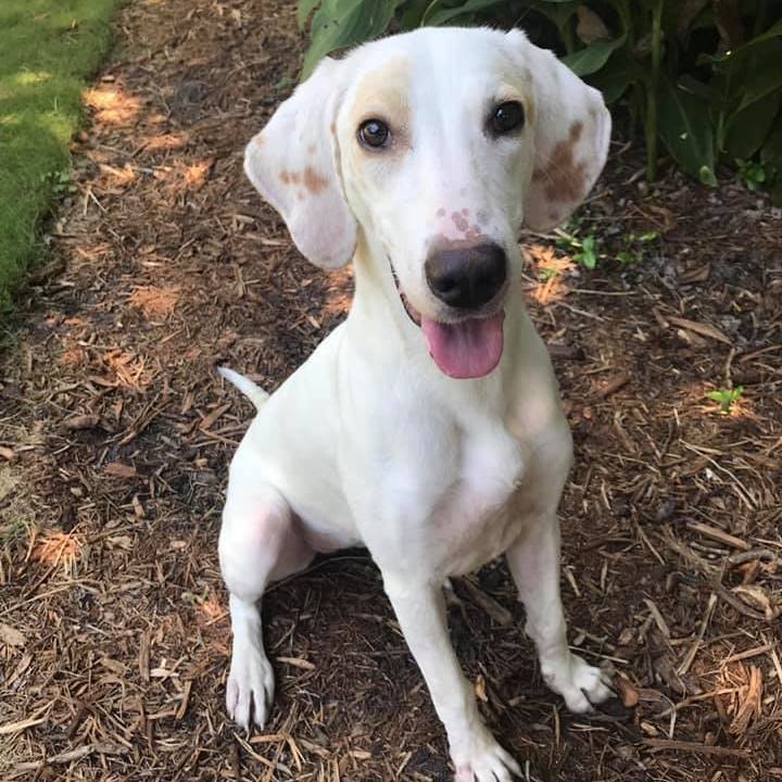 Stella, an adoptable Hound in Jacksonville, FL, 32226 | Photo Image 1