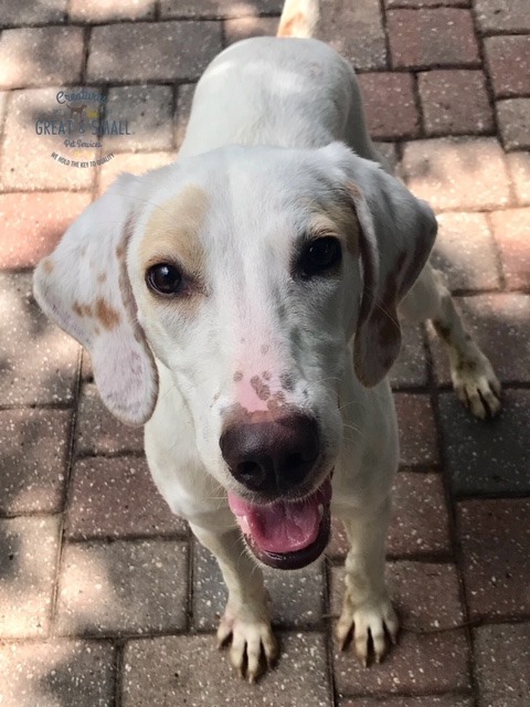 Stella, an adoptable Hound in Jacksonville, FL, 32226 | Photo Image 4