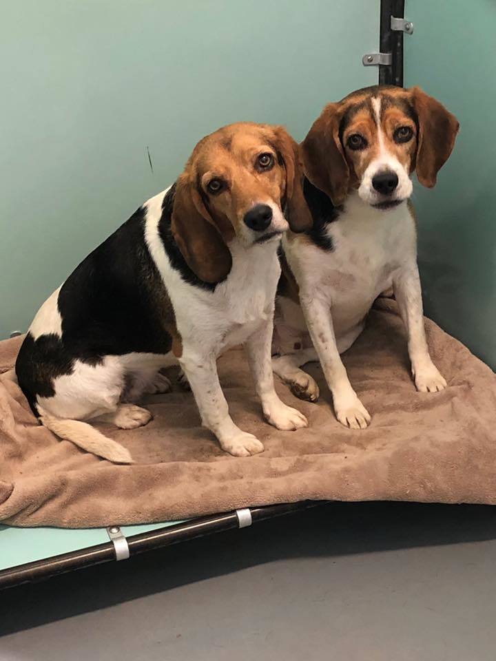 Luna & Messi - Bonded Pair, an adoptable Beagle in Stafford, VA, 22555 | Photo Image 1