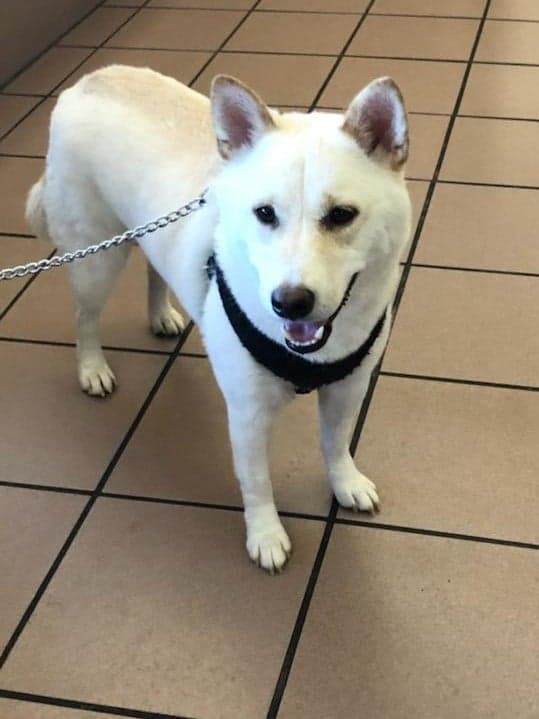 Dog For Adoption Flynn A Shiba Inu In Las Vegas Nv