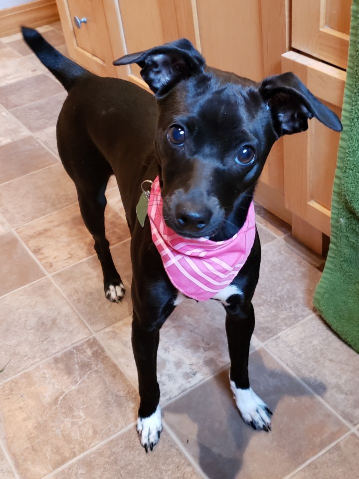 Dog For Adoption Serenity Adopted A Rat Terrier Italian
