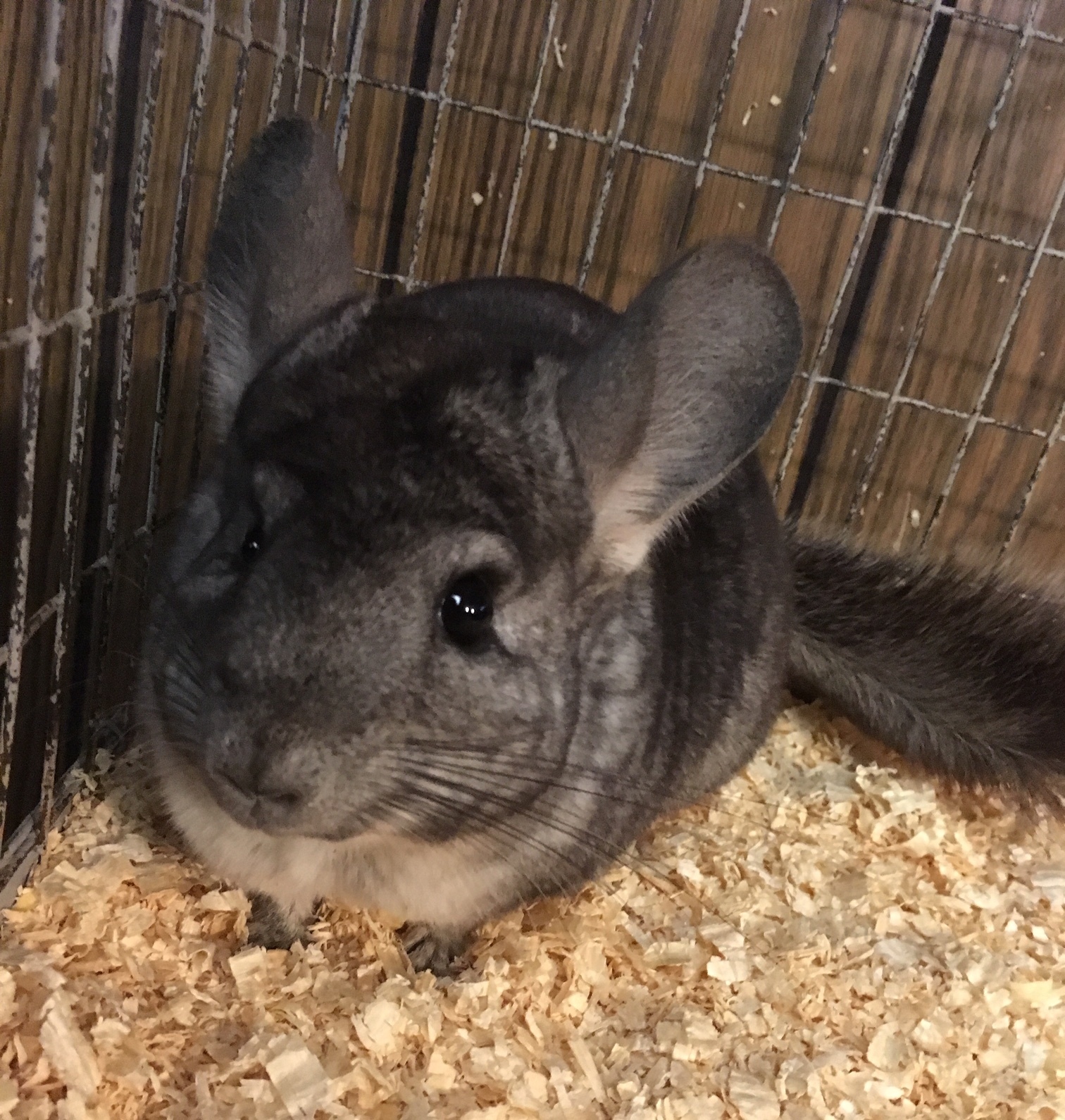 8 5 Year Old Standard Grey Female Chinchilla detail page