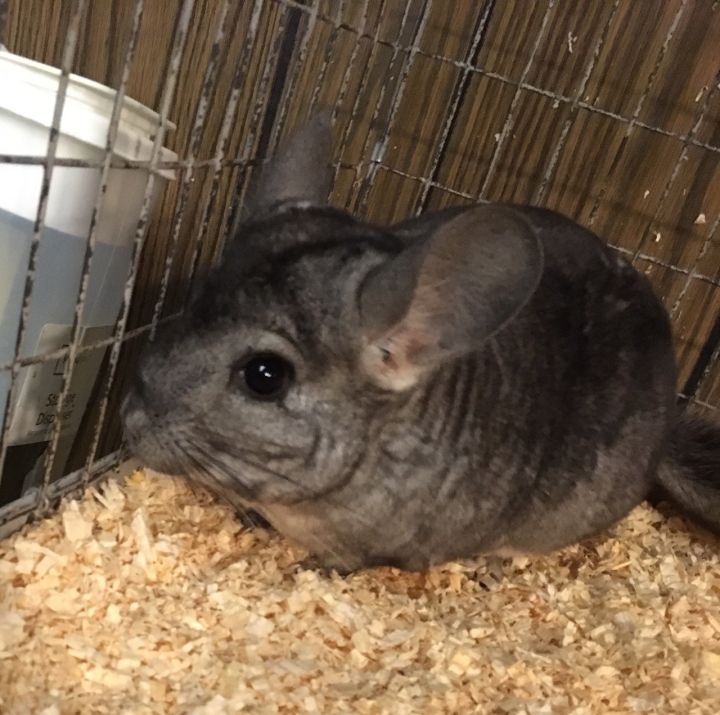 8.5 year old standard grey female chinchilla 2