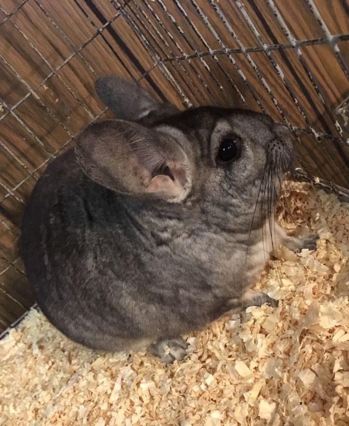 8.5 year old standard grey female chinchilla 5