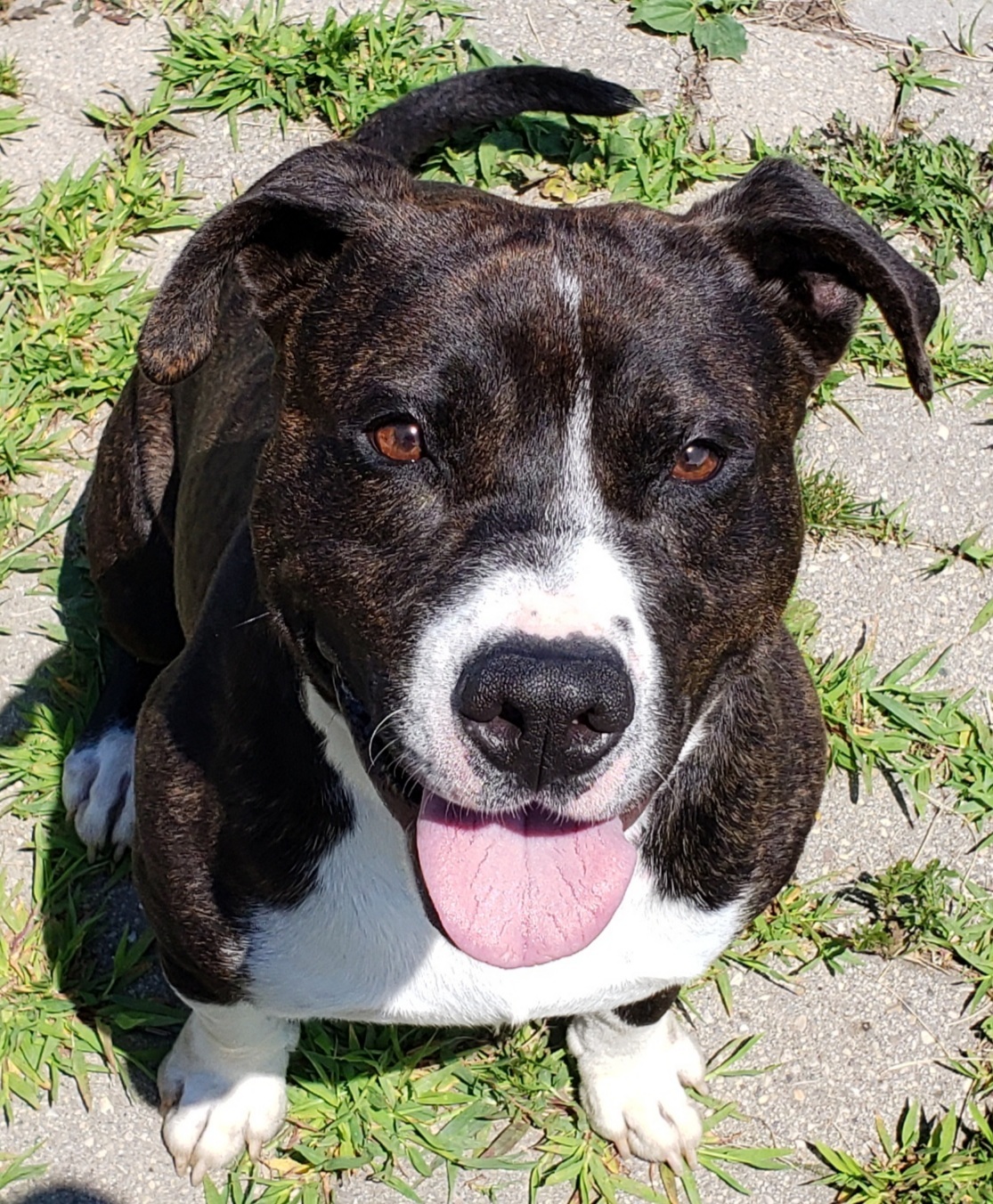 Maco, an adoptable Pit Bull Terrier in Whiting, IN, 46394 | Photo Image 3