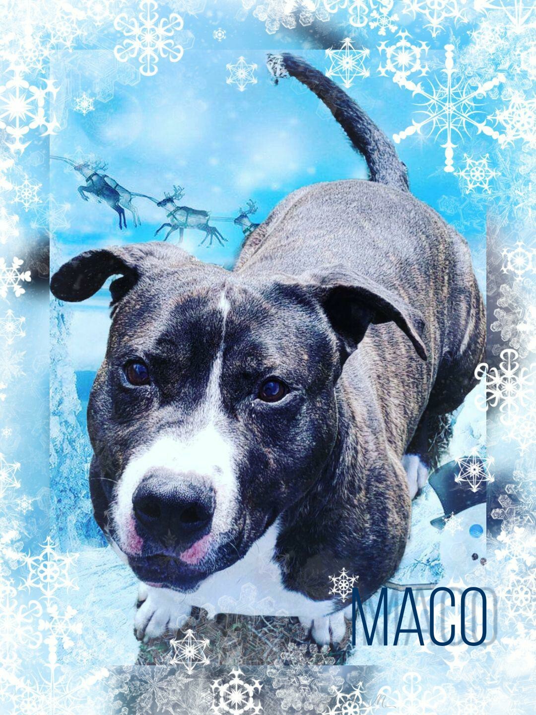 Dog For Adoption Maco A Pit Bull Terrier Mix In Whiting In Petfinder