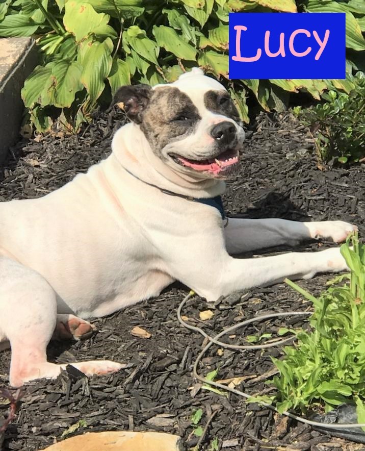 Lucy - American Bulldog Mix 2