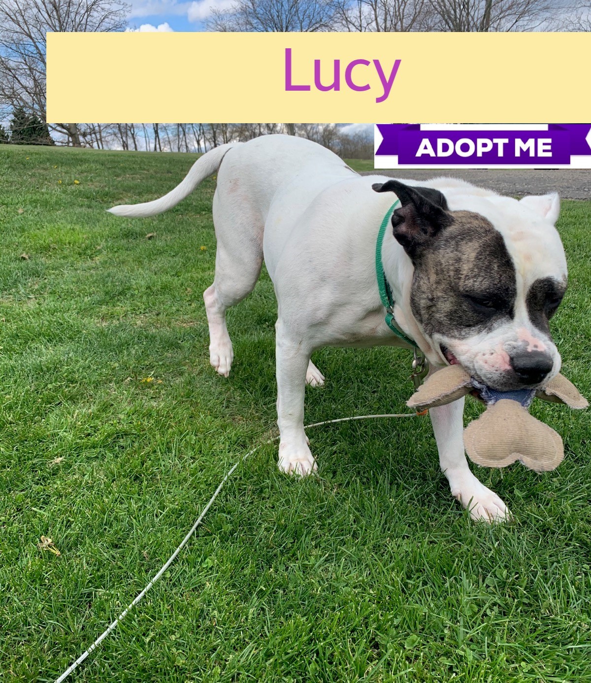Lucy American Bulldog Mix detail page
