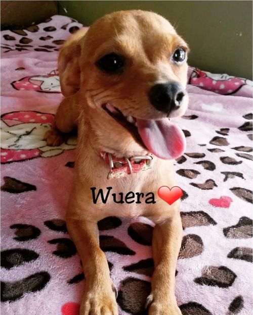 . Wuera .