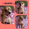 . Wuera .