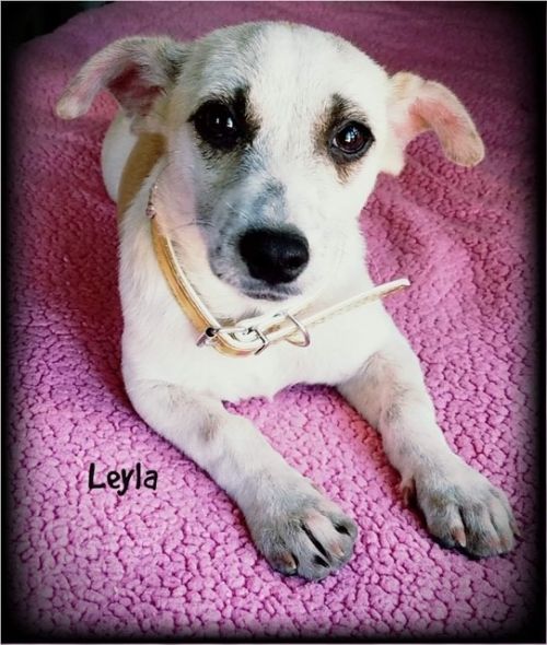 . Leyla .