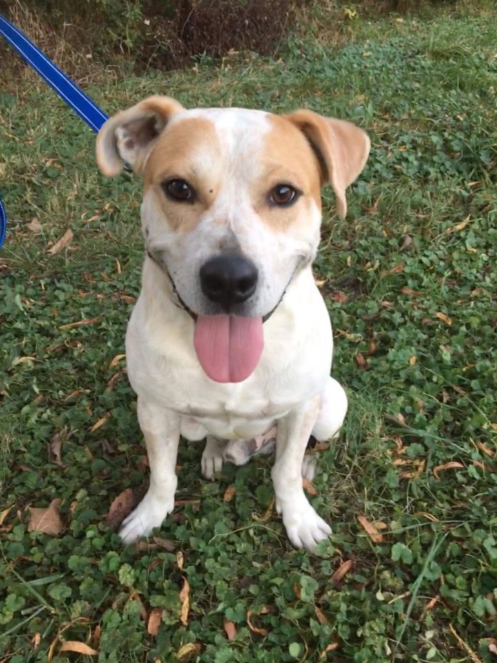 Alvin, an adoptable American Bulldog & Jack Russell Terrier Mix in Lexington, KY_image-1