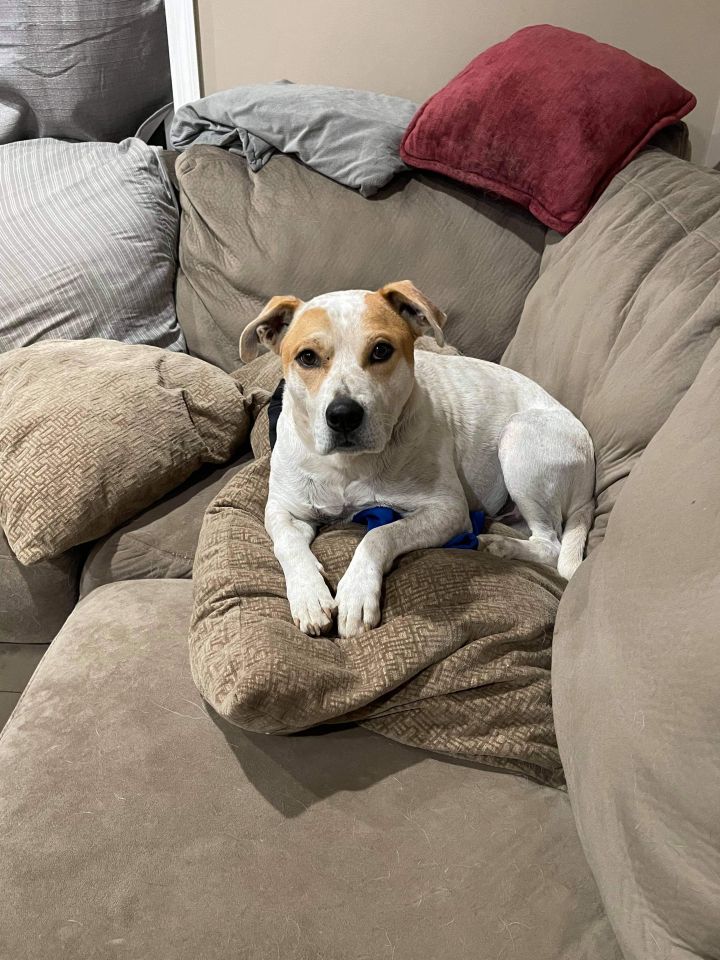 Alvin, an adopted American Bulldog & Jack Russell Terrier Mix in Lexington, KY_image-5