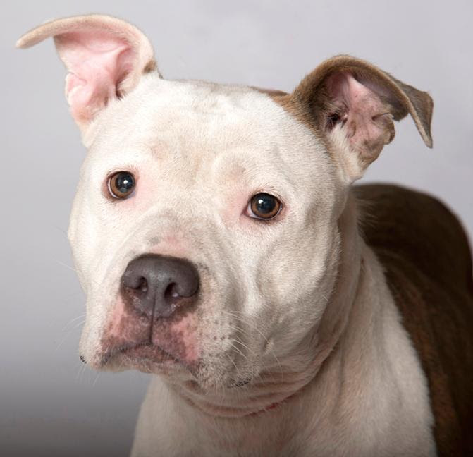 Carmen, an adoptable Pit Bull Terrier in Chicago, IL, 60631 | Photo Image 2