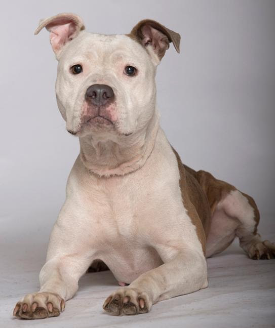 Carmen, an adoptable Pit Bull Terrier in Chicago, IL, 60631 | Photo Image 3
