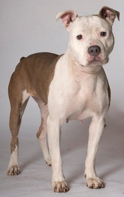 Carmen, an adoptable Pit Bull Terrier in Chicago, IL, 60631 | Photo Image 4