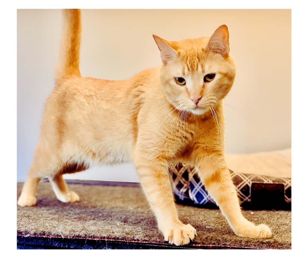 John, an adoptable Domestic Short Hair in Algona, IA, 50511 | Photo Image 1