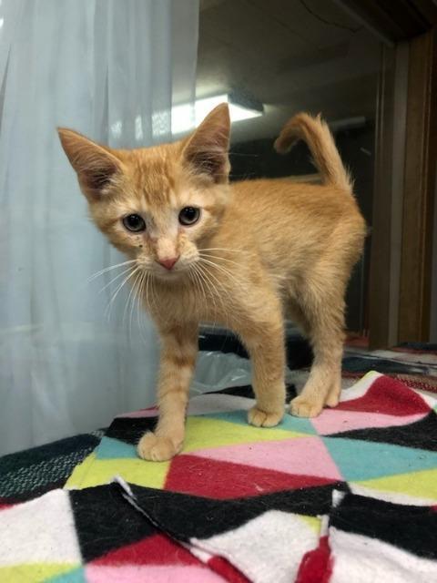 John, an adoptable Domestic Short Hair in Algona, IA, 50511 | Photo Image 2