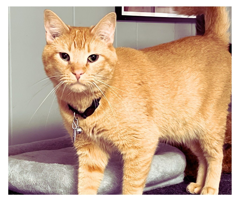 John, an adoptable Domestic Short Hair in Algona, IA, 50511 | Photo Image 3