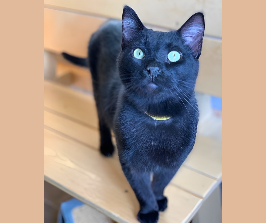 Ryder, an adoptable Domestic Short Hair in Algona, IA, 50511 | Photo Image 1