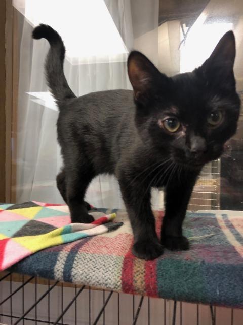 Ryder, an adoptable Domestic Short Hair in Algona, IA, 50511 | Photo Image 2