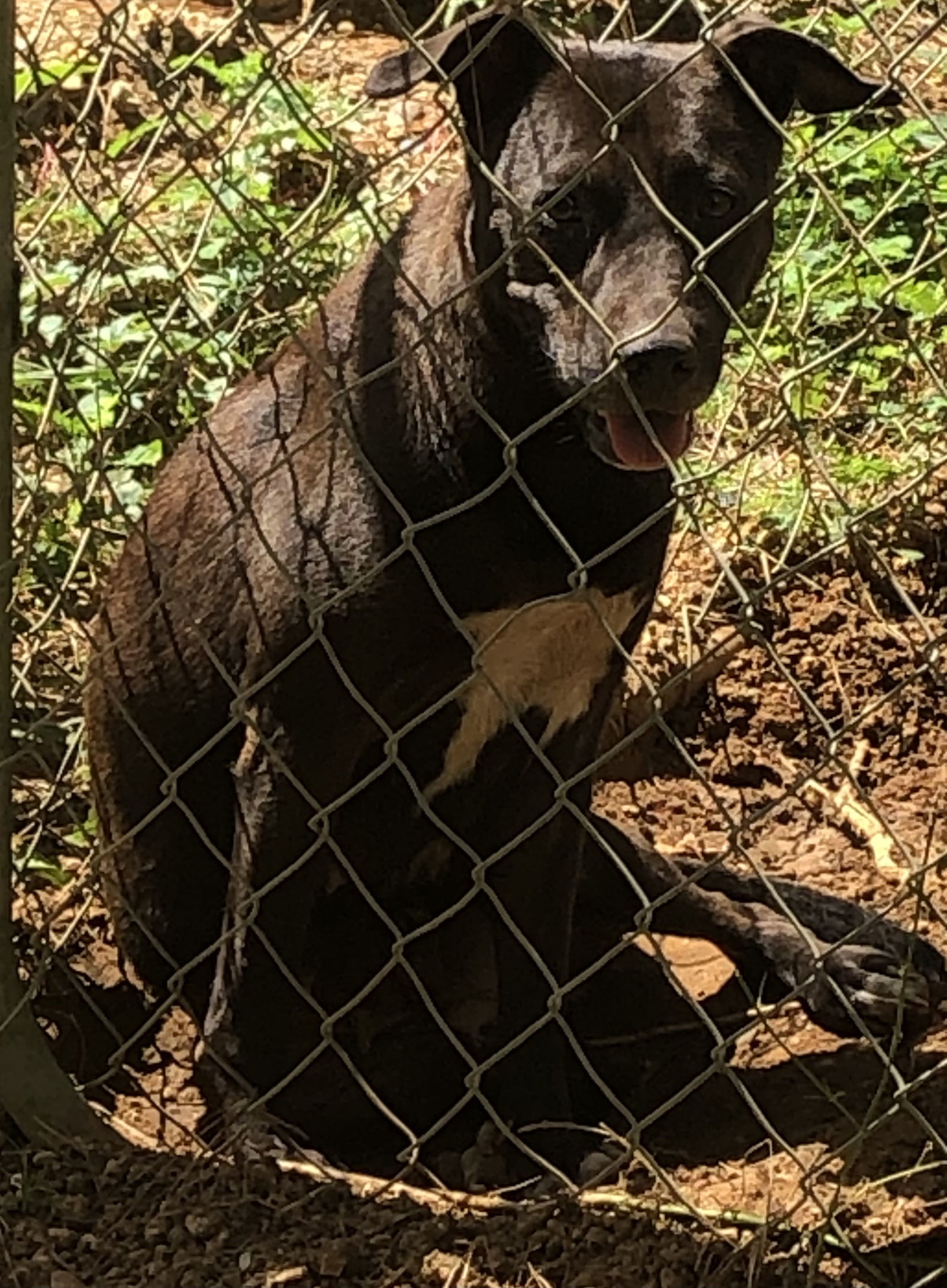 Kay, an adoptable Black Labrador Retriever, Rat Terrier in Slidell, LA, 70469 | Photo Image 1