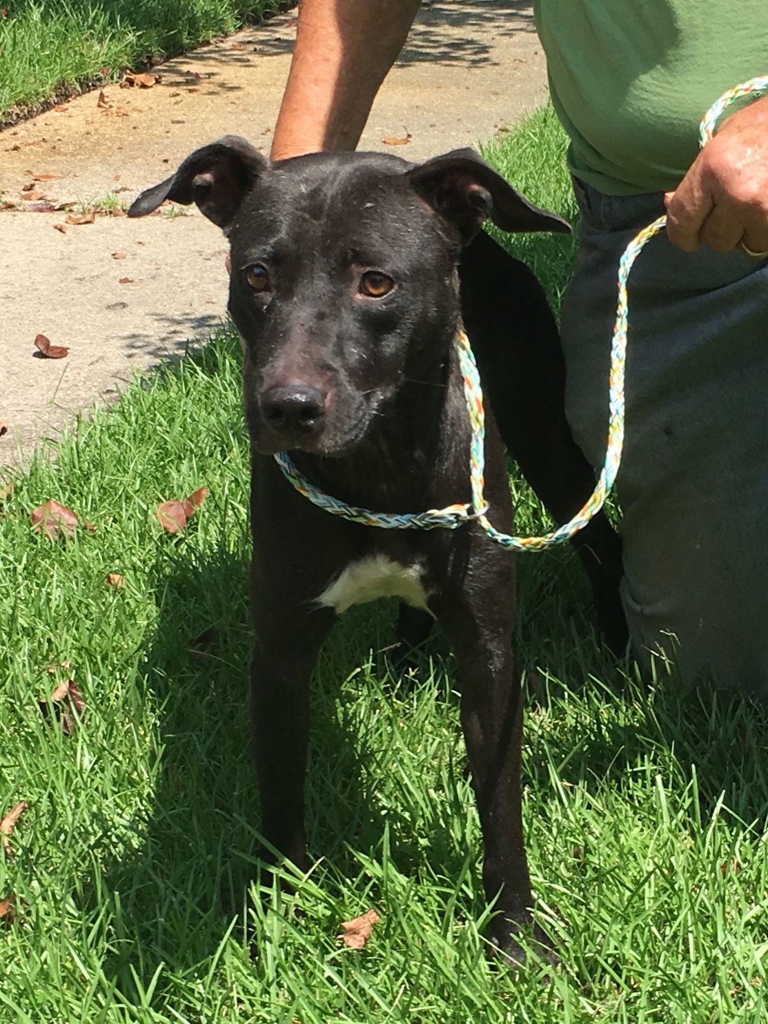 Kay, an adoptable Rat Terrier in Slidell, LA, 70469 | Photo Image 2