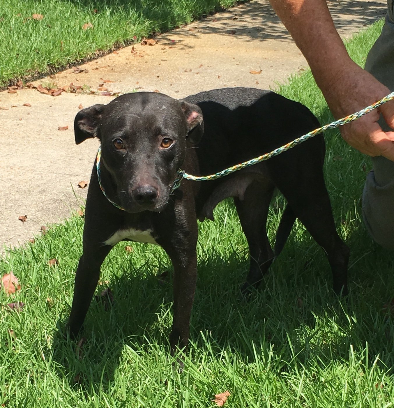 Kay, an adoptable Black Labrador Retriever, Rat Terrier in Slidell, LA, 70469 | Photo Image 3