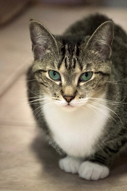 Mama D, an adoptable Domestic Short Hair in Fort Lauderdale, FL, 33304 | Photo Image 1