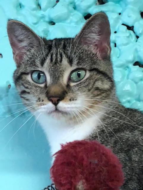 Mama D, an adoptable Domestic Short Hair in Fort Lauderdale, FL, 33304 | Photo Image 3