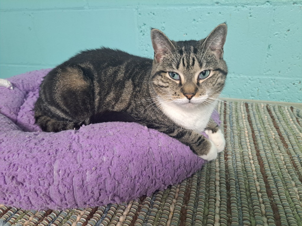 Mama D, an adoptable Domestic Short Hair in Fort Lauderdale, FL, 33304 | Photo Image 4