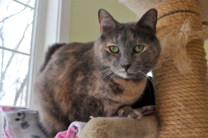 Trixie, an adoptable Dilute Tortoiseshell & Domestic Short Hair Mix in Westbrook, CT_image-1