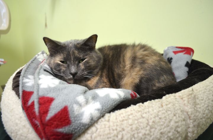 Trixie, an adoptable Dilute Tortoiseshell & Domestic Short Hair Mix in Westbrook, CT_image-5