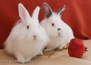 Max and Ruby (BONDED PAIR!)