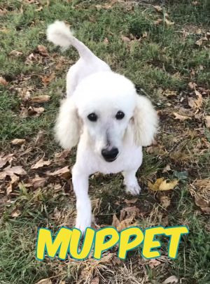Muppet ADOPTED LA