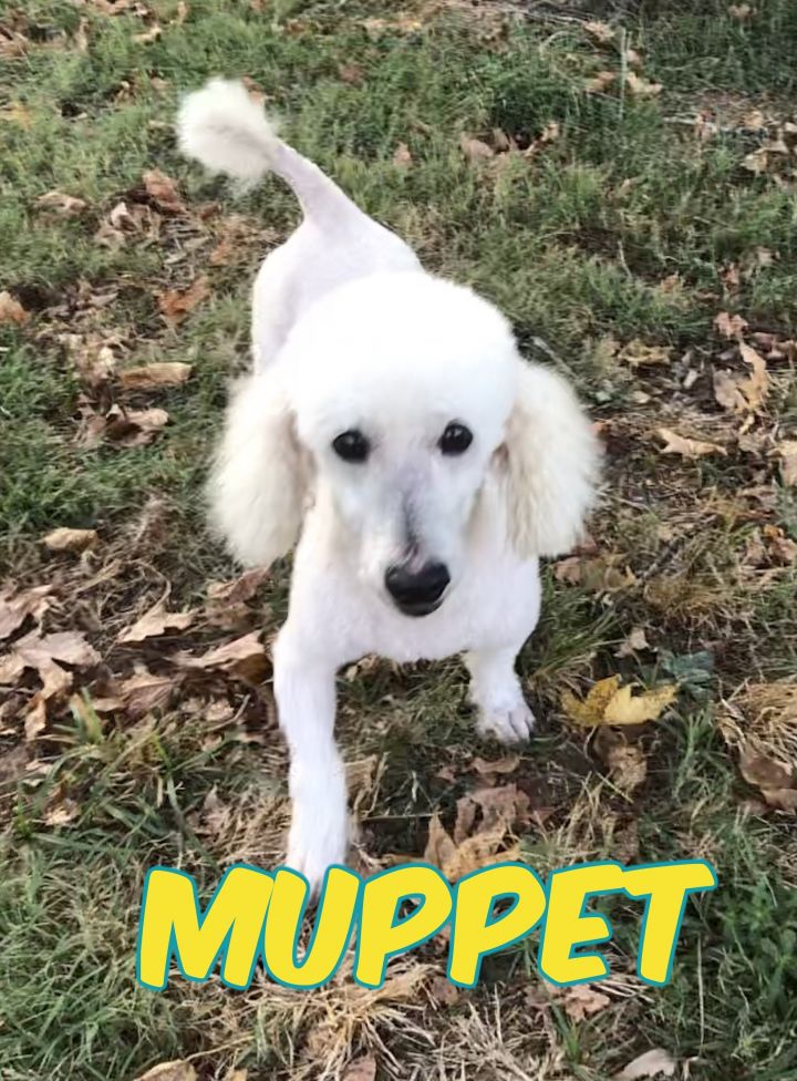 Muppet ADOPTED LA 1