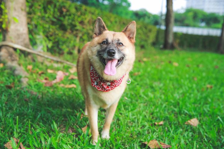 Dog For Adoption Yadi A Mountain Dog Shiba Inu Mix In