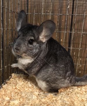 9.5 year old standard grey female chinchilla